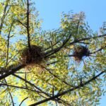 bird3
